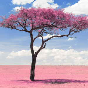 Pink Tree