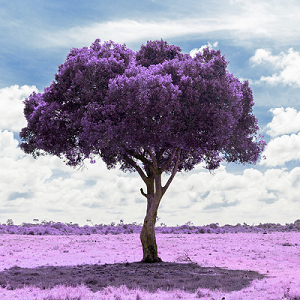 Purple Tree